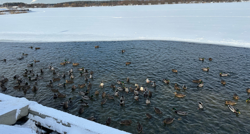 В Мордовии начинается весенний сезон охоты с 22 марта