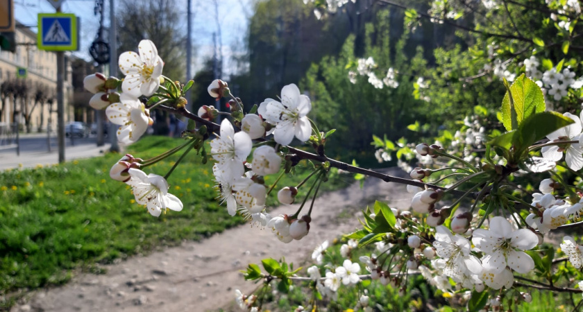 В Саранске установят новые цветочные конструкции