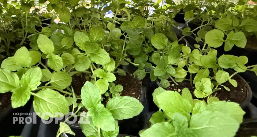 Рассада мечтает об этом после пикировки: 5 капель на 1 литр - и корни станут мощными, а стебли - сильными