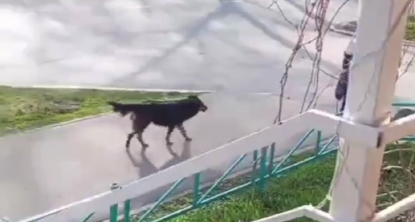 Жители Саранска пожаловались на стаи бродячих собак