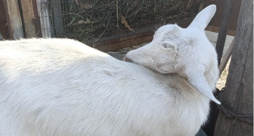 В Мордовии возводят крупный животноводческий комплекс