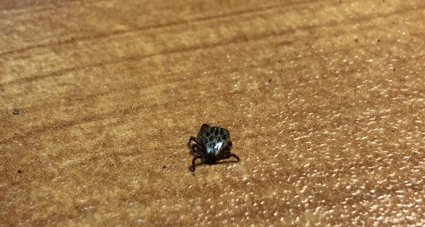 В Мордовии пострадали от укусов клещей 16 человек