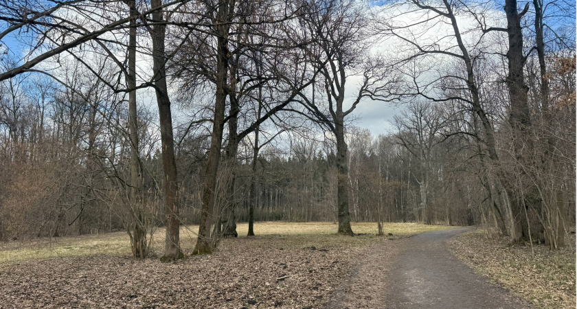 В Мордовии ожидается высокая пожарная опасность лесов
