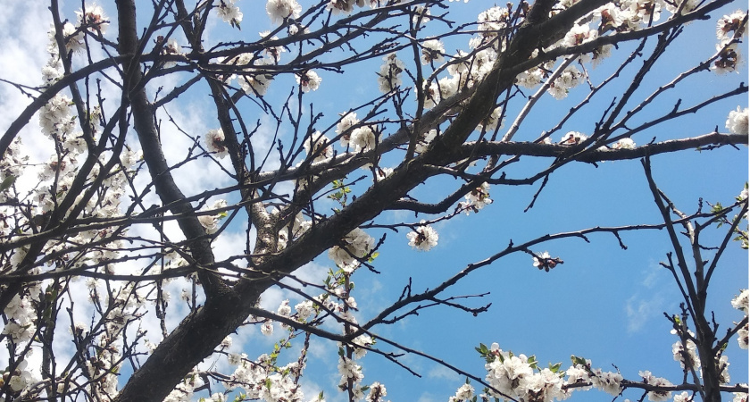 В Больших Березниках высадили 100 саженцев вдоль аллеи памяти