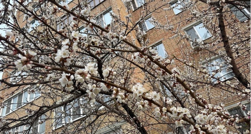 В Мордовии высадили к 80-летию Победы деревья для «Аллеи памяти»