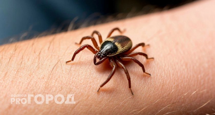 Клещи гибнут моментально: копеечное средство защищает лучше всех магазинных аэрозолей