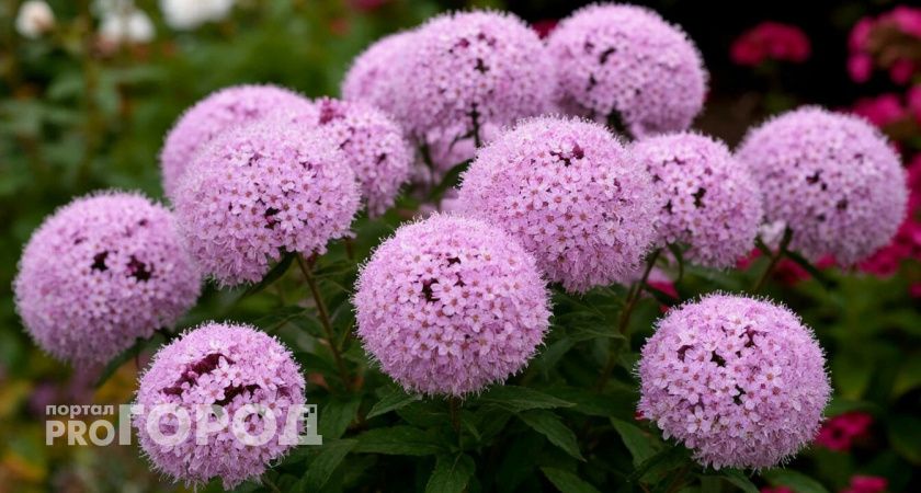 Нашла эффектный многолетник, цветущий до осени: пышное воздушное "облако" с минимумом ухода