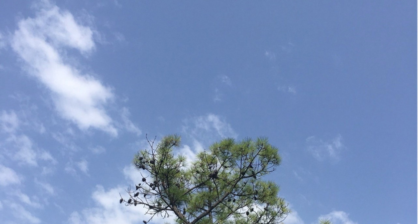 В Темниковском районе Мордовии потеряли парашют от БПЛА