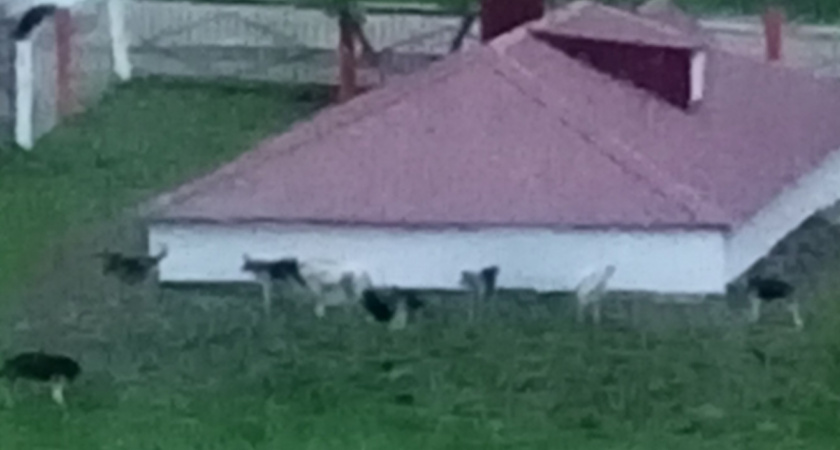 Жители Саранска возмущены стаями бродячих собак