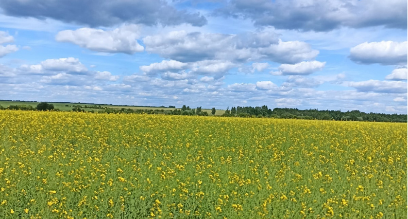 Аграрии Мордовии выполнили две трети от плана весеннего сева