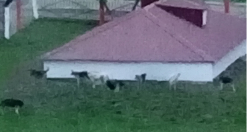 Мэрия Саранска прокомментировала жалобы на бродячих собак