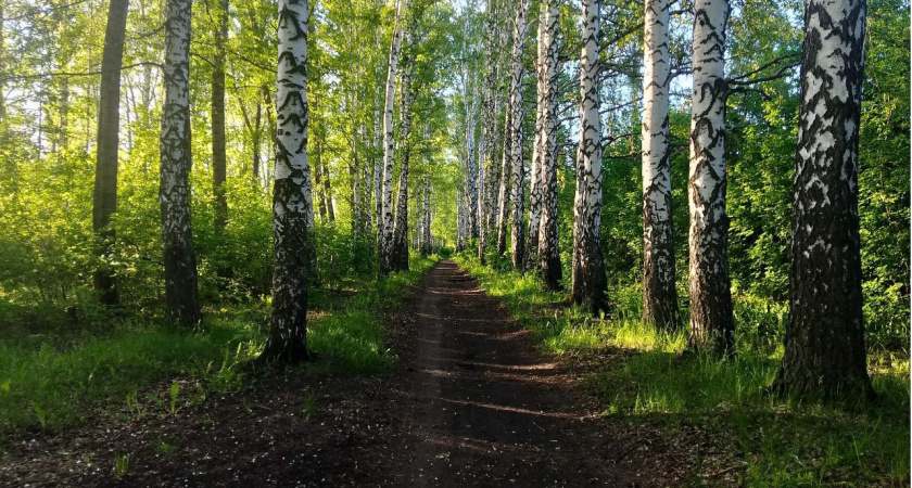 МЧС Мордовии предупреждает о высокой пожарной опасности лесов