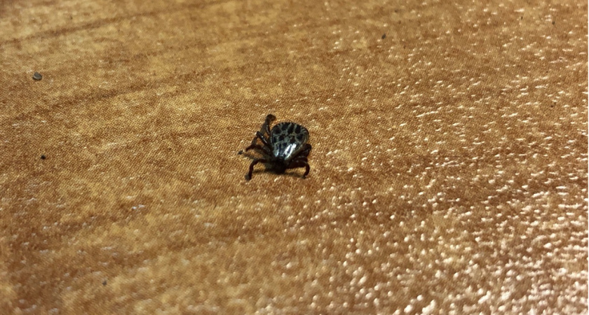 В Инсаре 28 мая обработают от клещей парки, стадион и набережную 