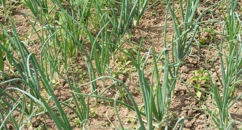 Бросила на грядку — произошло чудо — желтые лук и чеснок «очнулись», перья позеленели за 3 дня