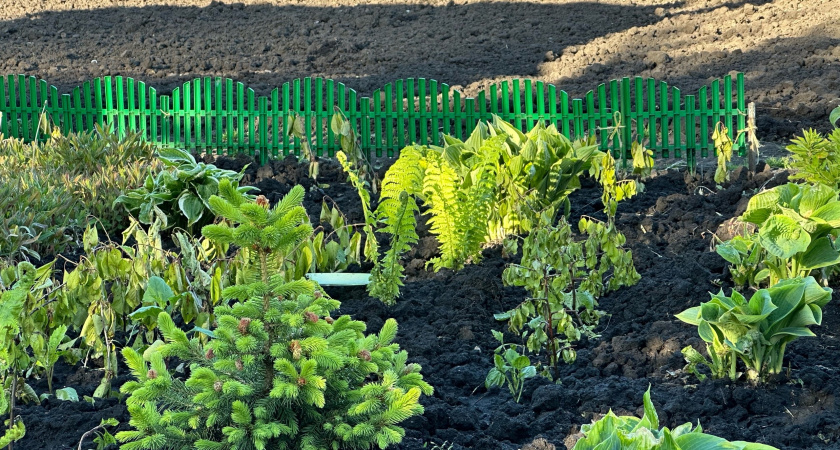 Больше спину не гну: сорняк сам засохнет за два дня, без химии и прополки. На 10 литров воды кладу 5 ст. ложек соды, лимонку и уксус