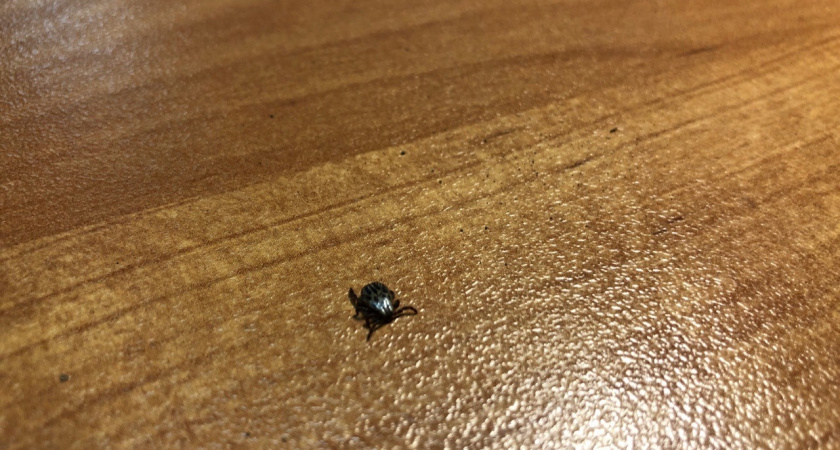 В Мордовии с начала сезона пострадали от укусов клещей 257 человек