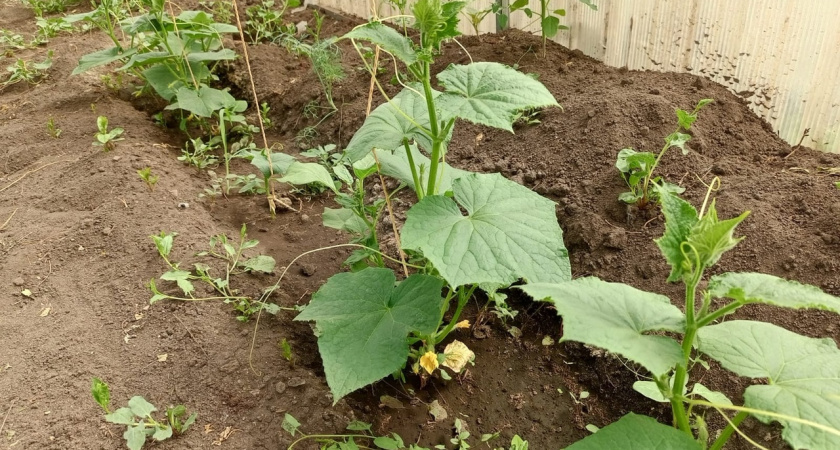 Зачем обрезать листья у огурцов. Запомните раз и навсегда