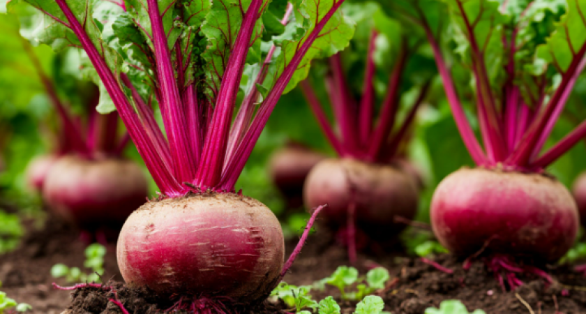 Как только взошла свекла - обязательно: вырастет сладкая как дыня - 4 простых шага, мощный толчок