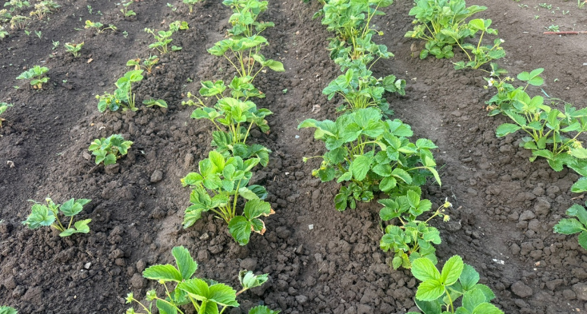 Между дачных дорожек больше не растут сорняки: избавилась за один присест - литр кипятка + соль + уксус