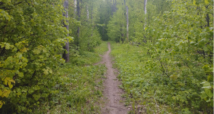 МЧС Мордовии предупредило об опасной погоде до 25 июня