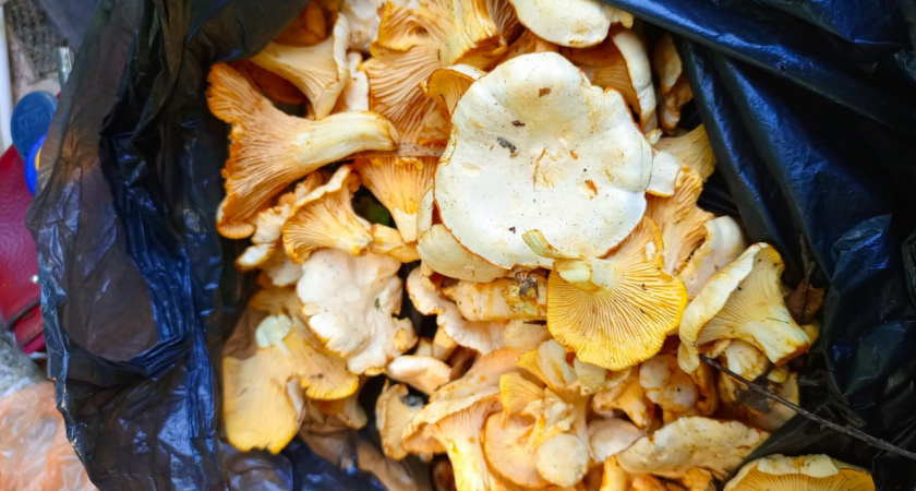 Всю жизнь обрабатывала грибы неправильно. Оказалось, вот как надо