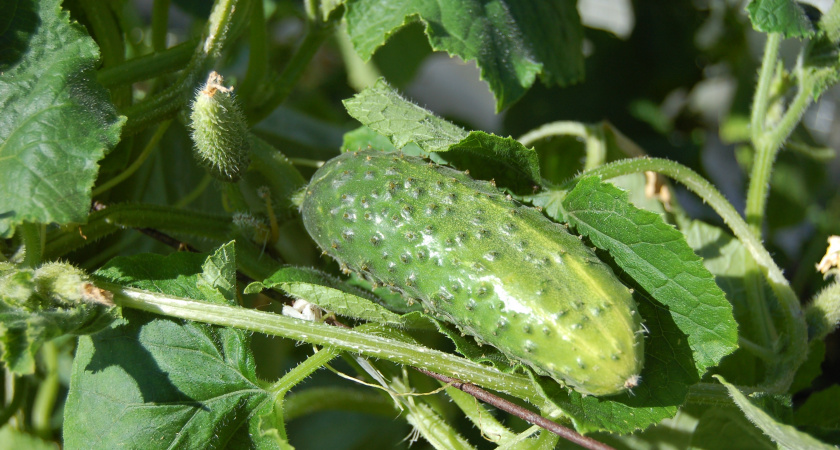 Собираю по 3 кг огурцов с куста: помогает настой из крапивы — без лишних трат и минеральных подкормок