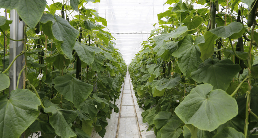 На ведро воды 1 щепотка такой приправы, и огурцы никогда не болеют: все огурчики вырастают как на подбор ровными и сочными