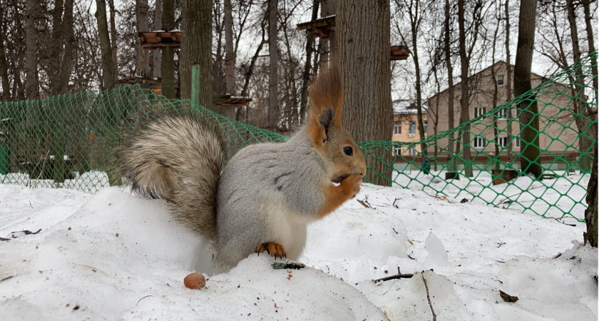 В Рузаевском парке у белок появились бельчата