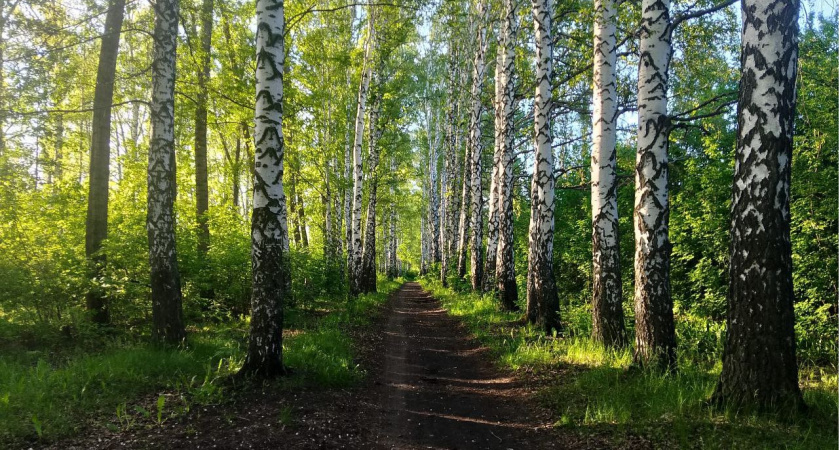 В Мордовии учили школьников разыскивать пропавших людей