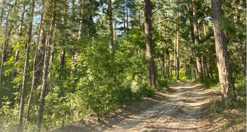 В Атюрьевском районе нарушили правила пожарной безопасности на 3 пилорамах