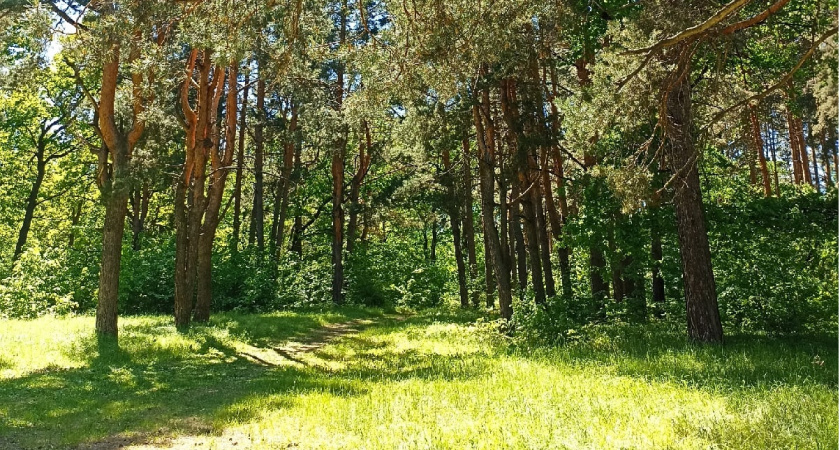 В Мордовском заповеднике помогают росту молодых сеянцев сосны