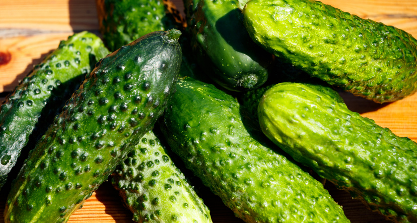 "Кормлю" огурцы содой, и уже 2 года собираю по 15 кг плодов с каждого куста