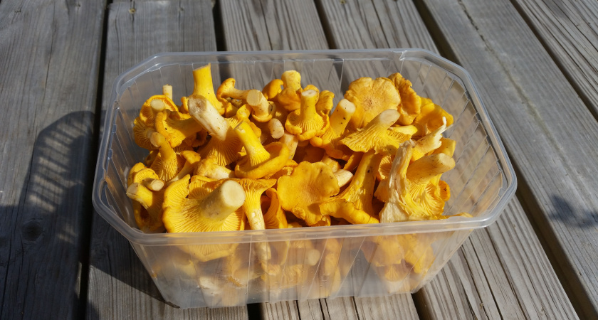 Вот почему лисички называют «еврейскими грибами»