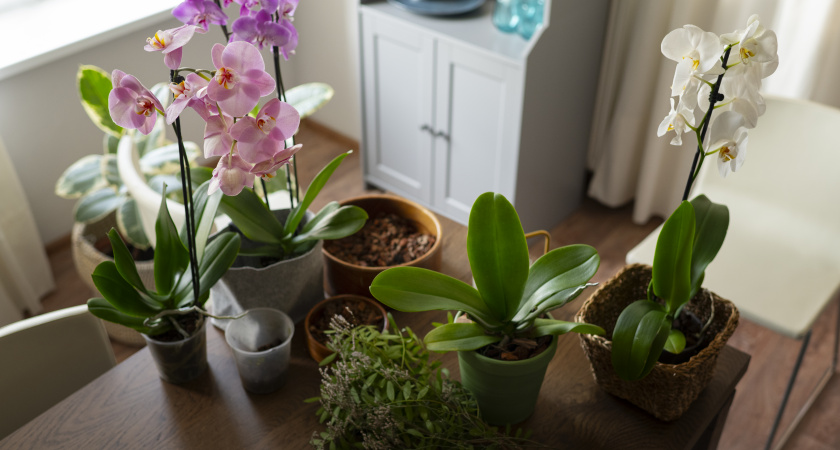 Немедленно уберите этот комнатный цветок из дома: притягивает болезни и беды вопреки приметам