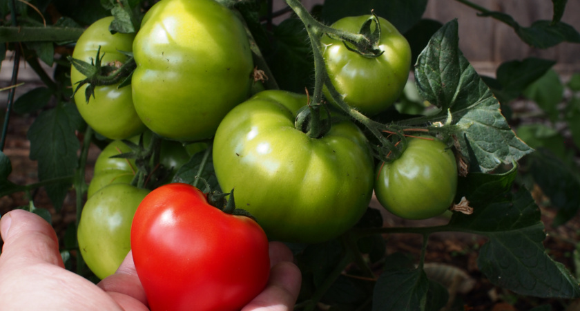 Томаты прут все лето, не успеваю снимать с кустов: весь секрет в рыбной подкормке - кладу под корень и не нарадуюсь