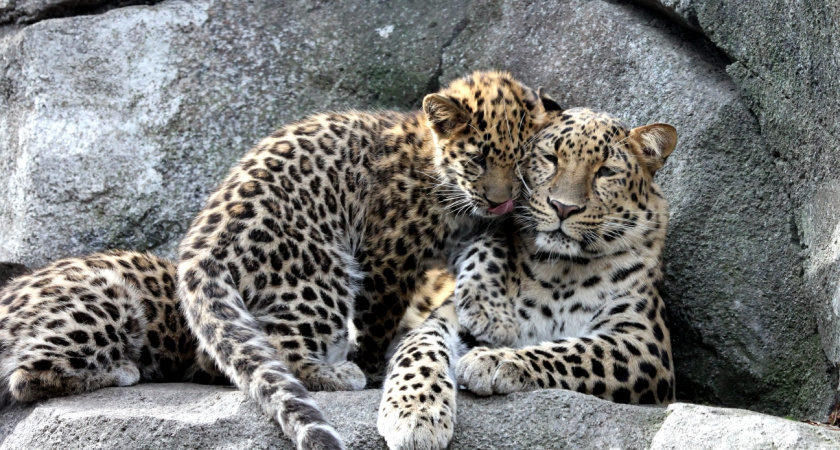 ВТБ ищет имя для котёнка леопарда