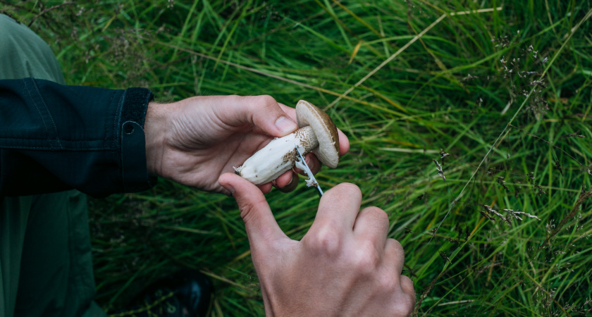 Нашел и сразу в рот: эти грибы можно есть прямо в лесу — шпаргалка от опытных грибников