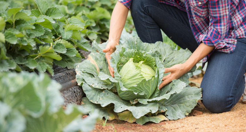 Подкармливаю капусту этим дрожжевым коктейлем: каждый вилок выглядит как с выставки