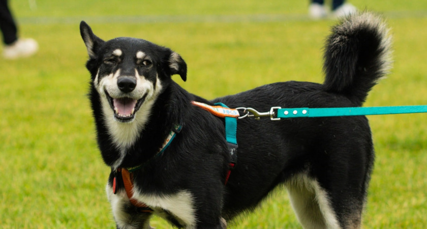 Банк Уралсиб выступил генеральным партнером фестиваля «Лучший друг»