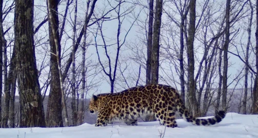 ВТБ подводит итоги конкурса по выбору имени леопарда