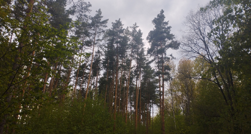 В Мордовии с 15 июля сняты ограничения на посещение лесов