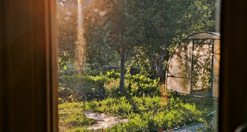 Жителей Мордовии будут серьезно наказывать за опасный борщевик на даче