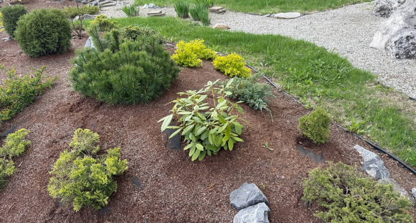 В Ботанический сад Саранска приглашают 27 июля на мероприятие о ЗОЖ