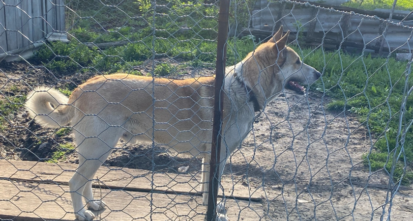 В Мордовии стало меньше случаев нападения собак на людей