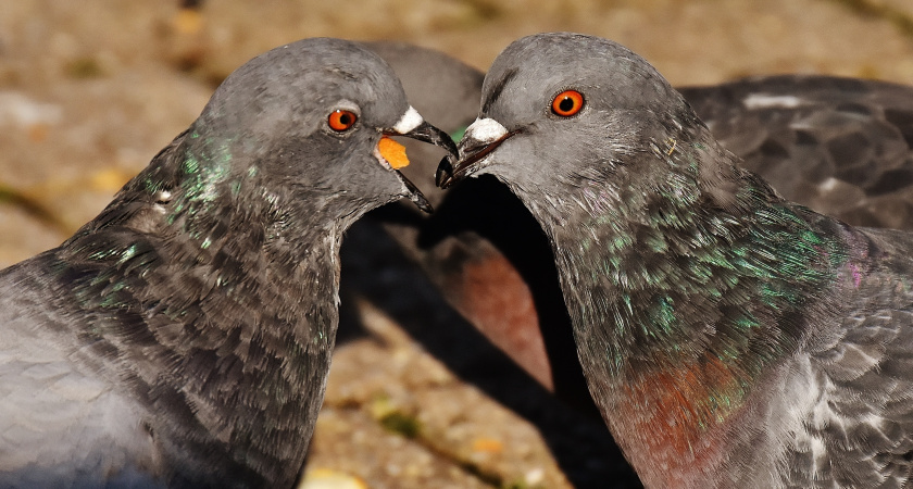 Голуби, где ваши дети? Почему мы никогда не видим птенцов голубей и почему лучше не знать их "в лицо"