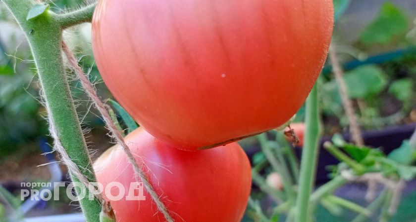 Аграрии Теньгушевского района готовы к уборке урожая, но вмешалась погода