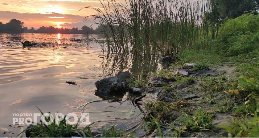Лотосы в пруду Старт парка Рузаевки — заслуга семьи Парамоновых из Хабаровского края
