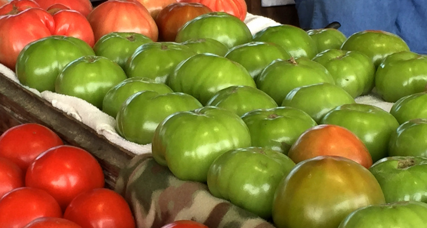 Кладу к зеленым помидорам 3 яблока из падалицы - соседка научила дедовскому трюку