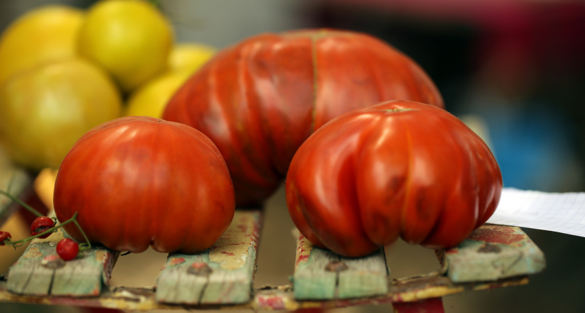 Помидоры-мутанты: почему томаты растут неровными и безопасно ли их есть - дачникам открыли глаза на правду