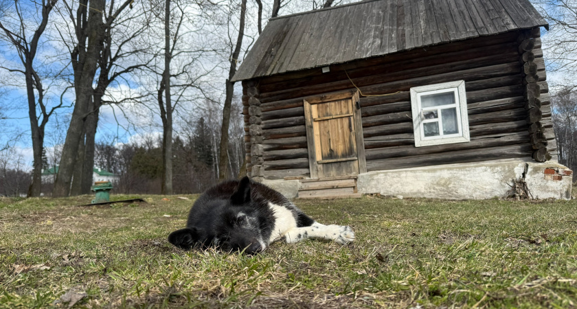 Более 100 тысяч домашних животных в Мордовии привиты от бешенства